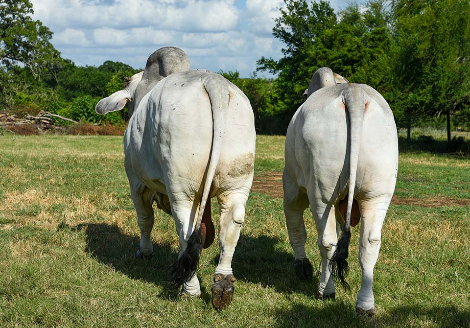 Salinas Ranch gray brahman bulls walking