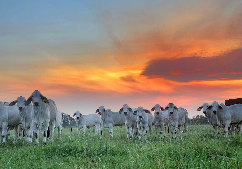 Salinas Ranch gray brahman cattle