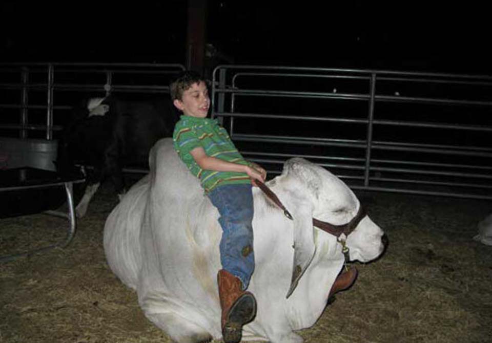 Salinas Ranch gray brahman gallery kid and bull