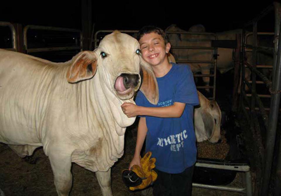 Salinas Ranch gray brahman gallery kid and heifer