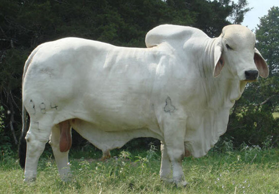 Salinas Ranch gray bull JDH MR MARTINS MANSO 384-7