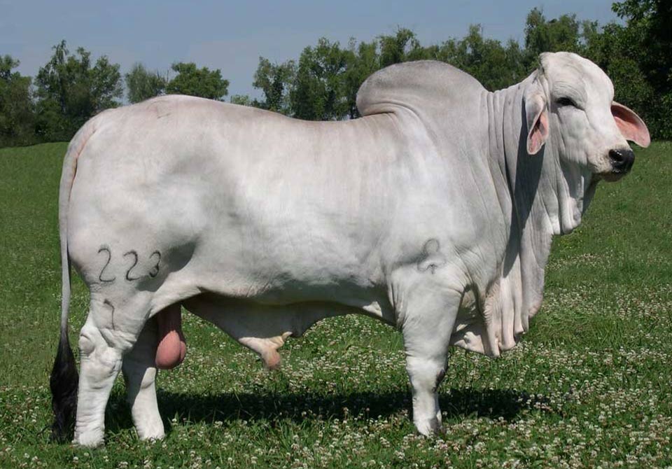 Salinas Ranch gray bull JDH SIR CARMICHAEL MANSO 223-7