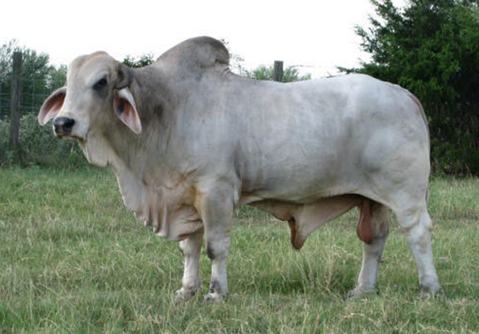 Salinas Ranch gray bull JME ESTO 176