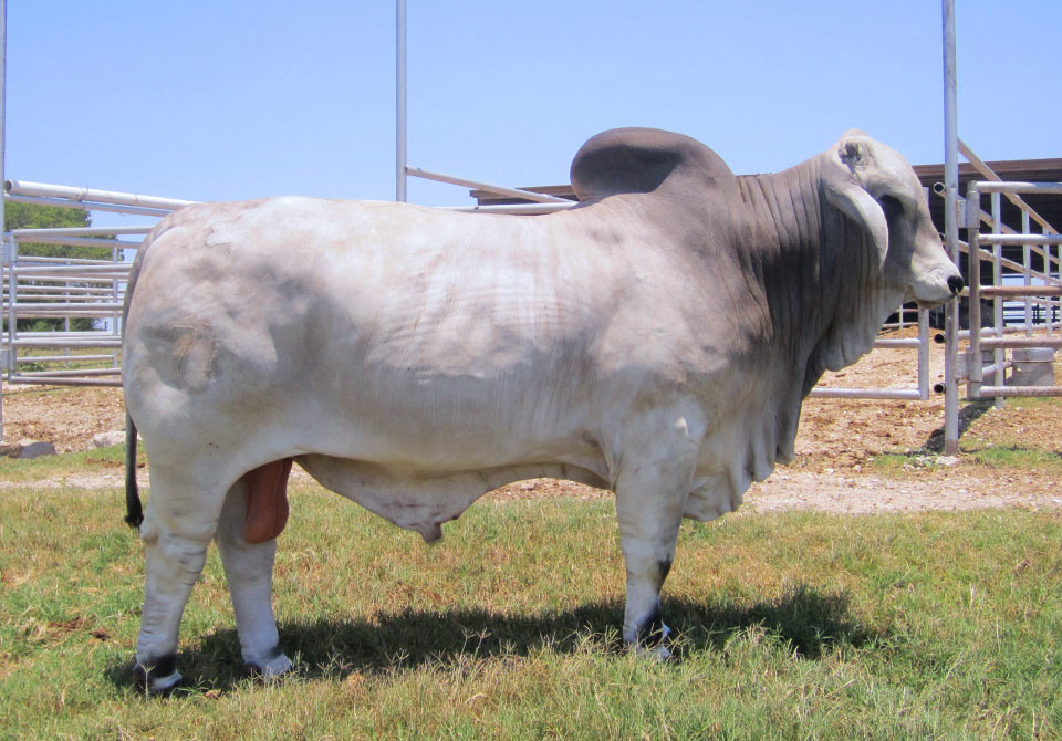 Salinas Ranch gray bull JME US LEXOR MANSO 71 (P)