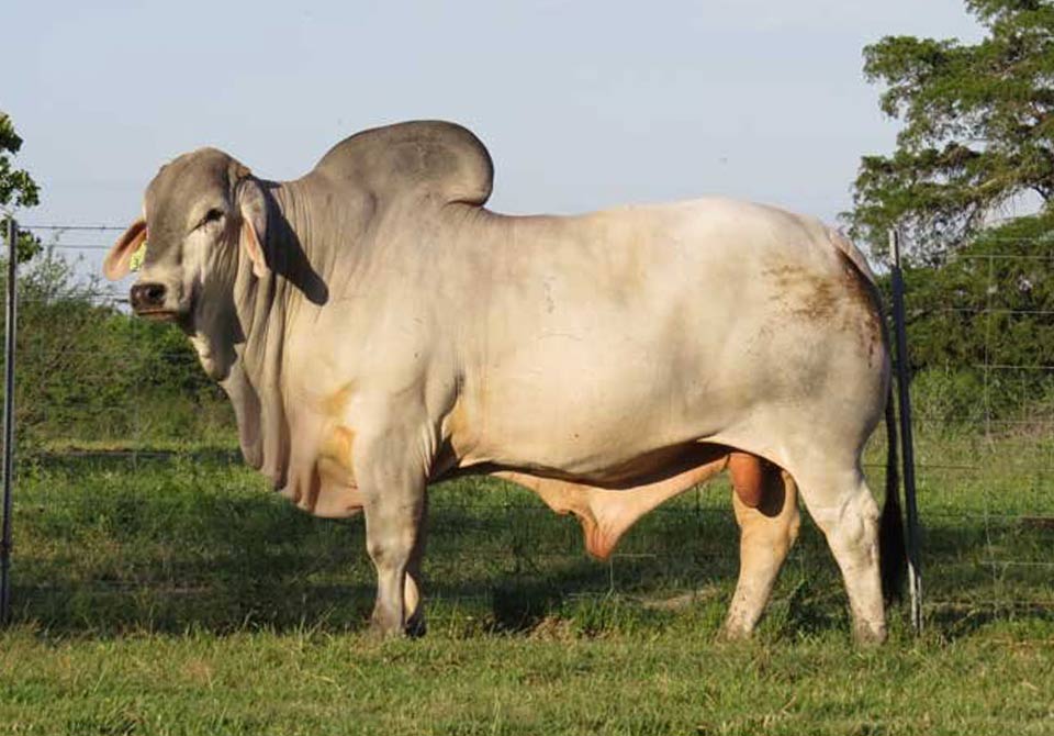 Salinas Ranch gray bull MR US BO POLLED MANSO 363 4 (P)