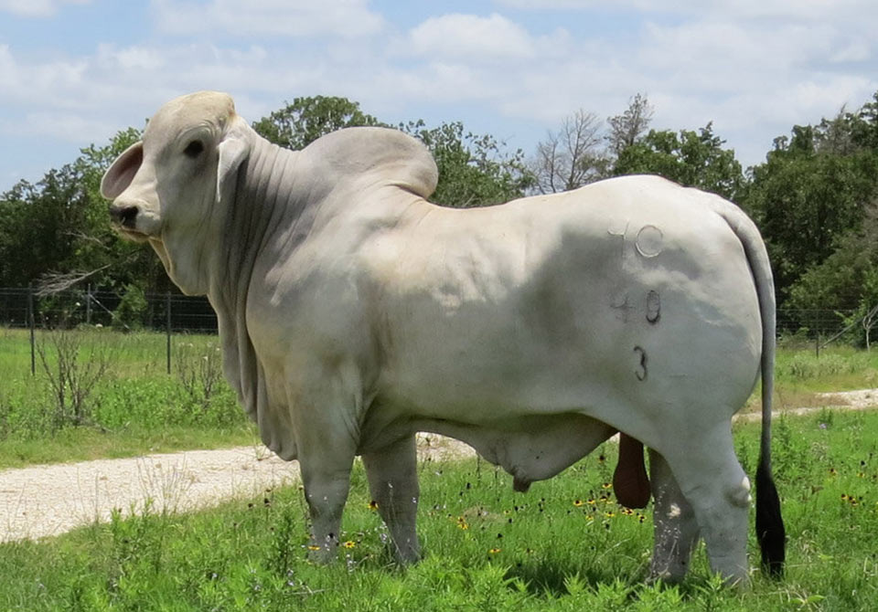Salinas Ranch gray bull MR US BOONE MANSO 40-3