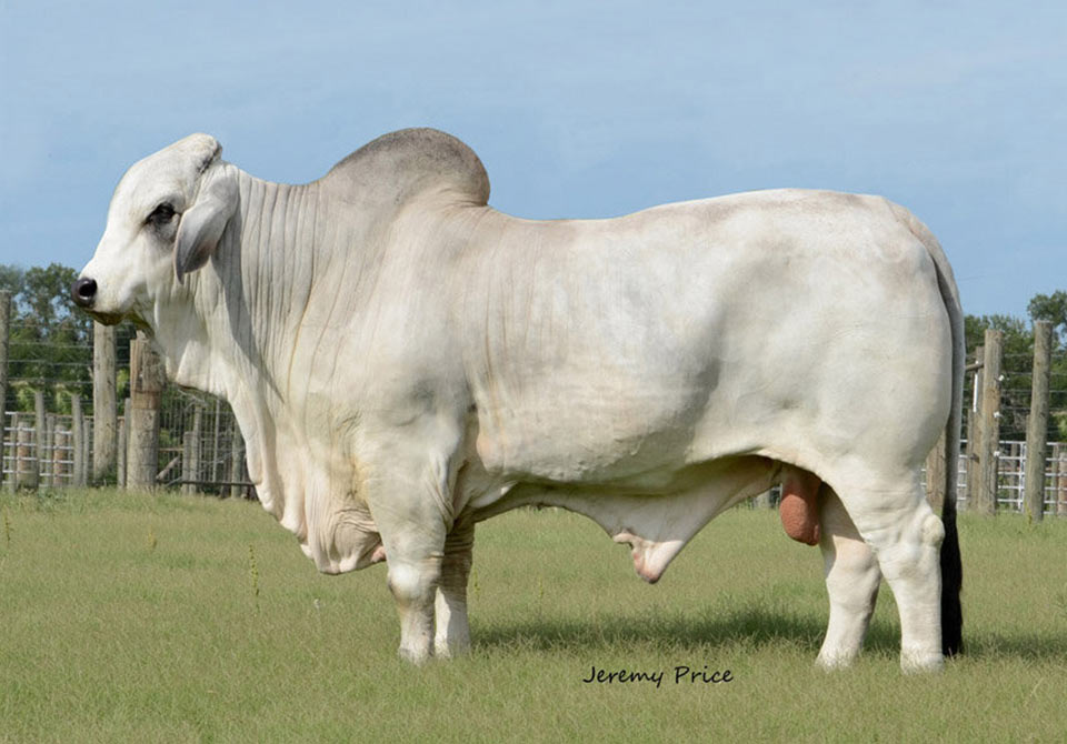 Salinas Ranch gray bull MR US MAXIMUS MANSO 105-9