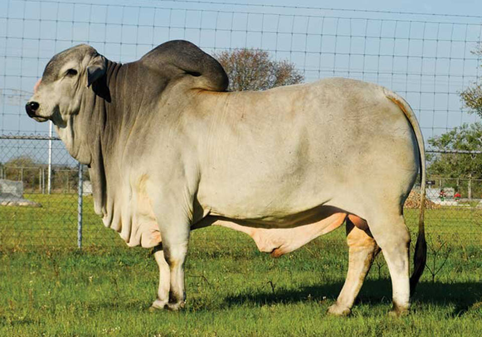 Salinas Ranch gray bull MR US NELO POLLED 157-0