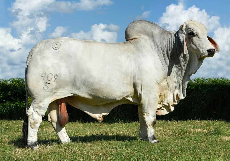 Salinas Ranch gray bull MR US POLLED EVOLUTION 409-5