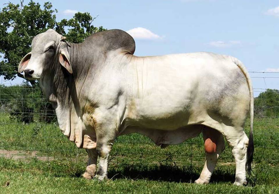 Salinas Ranch gray bull MR US POLLED SPARTAN 346/4