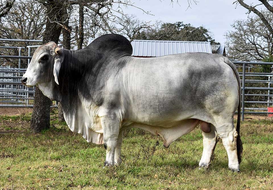 Salinas Ranch gray bull MR US SUGAR LEO POLLED 300-3