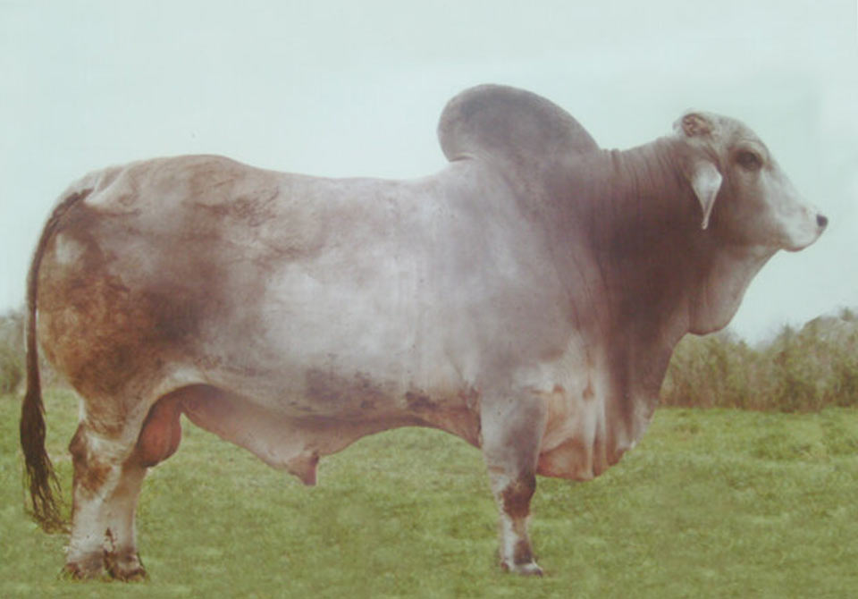Salinas Ranch gray bull +SUGARLAND'S SUVILLE 115